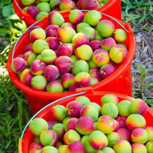 semi di albicocca, appartamento che purificano l'aria resistente all'inverno per il giardino, 25pcs