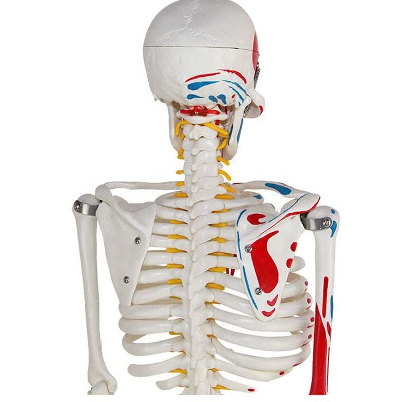 Image of ✮ Human Skeleton Model ✮ 85CM Tall ✮ Painted Muscle Insertion and Origin Points ✮ Removable Arms and Legs ✮