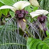 Fledermausblume, geschenke für gartenliebhaber Tacca chantrieri, gartendeko...