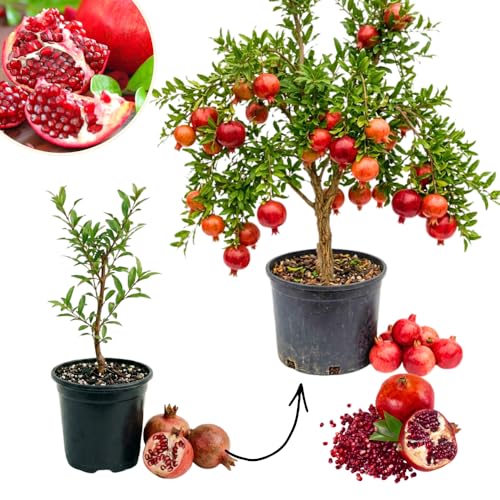 Pomegranate Tree Live Plant for Planting 810 Tall in 4 Pot Sweet Pomegranate Fruit Tree for Outdoor Growing