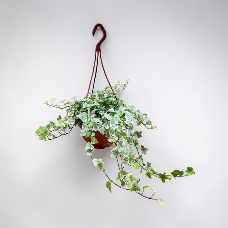 Pixies Gardens Variegated Ivy Hanging Basket, Live Trailing Vine Plant with Variegated Green and White Foliage (Large)