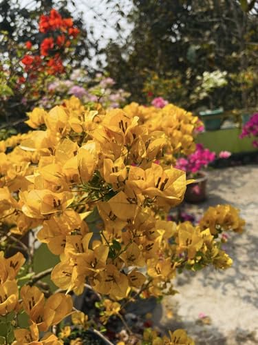 Image of Rare Bougainvillea Live Flower Plant || Healthy Live Plant with Grow Bag & Secure Packing || Beautiful Flower Garden Decoration (yellow)