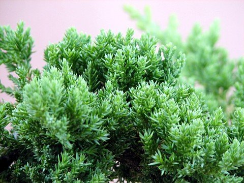 Japanese Juniper Bonsai Starter Tree - 4" Pot - Juniperus Procumbens 'Nana'+Bonsai Fertilizer Slow Release By-Jmbamboo #TOP1