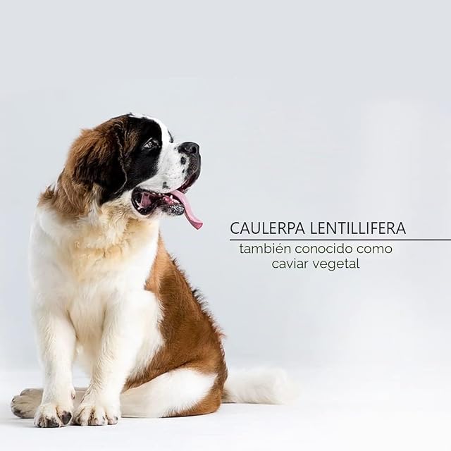 Foto 6 de 8 de Bálsamo Caviar - Crema y Acondicionador para Perros - 300ml