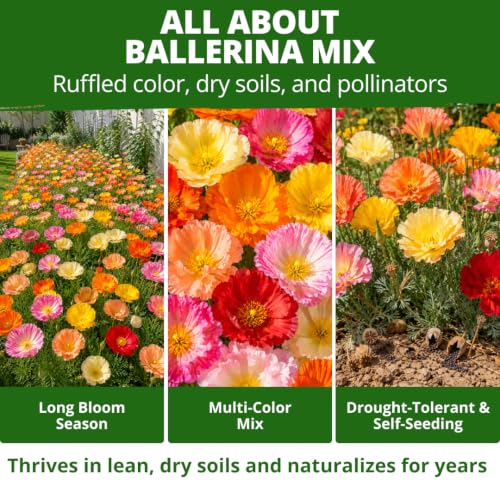Image of HOME GROWN Ballerina Mix California Poppy Seeds for Planting, 10,000 Seeds, Eschscholzia californica