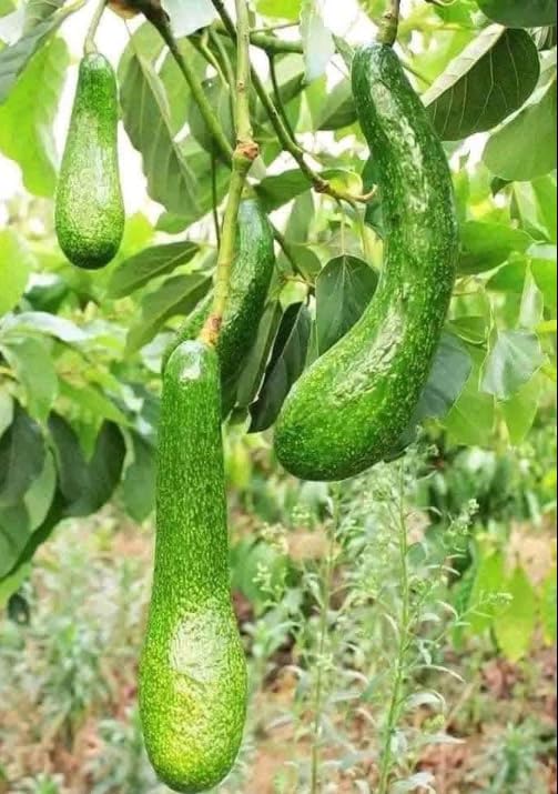 Russell Avocado Tree Live Plant, Long Avocado Plant Tropical Avocados Plants Fruit Tree 1.5-2.5 Feet Tall in 3 Gal Pot, Live Grafted Trees