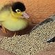 HDmirrorR Enten- und Gänse Kükenkorn 2,5kg | Entenfutter Gänsefutter Küken Entenstarter Gänsestarter