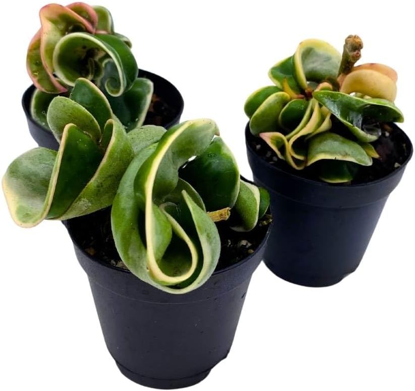 BubbleBlooms Hoya Variegated Hindu Rope 2 inch Set of 3 Crinkle Wax Plant Porcelain Flower Tiny Mini Pixie Plants