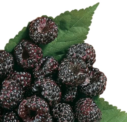 Jewel Back Raspberry Jewel Black Raspberry Plant: Sweet Berries In Your Garden