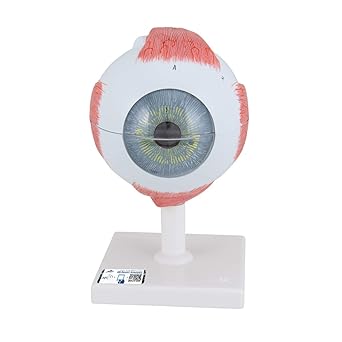 3B Scientific F10 6 Part Eye Model, 5 Times Full-Size, 5.1