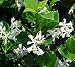 Confederate Jasmine Evergreen Fragrant Vine - Live Plant - Trade Gallon Pot