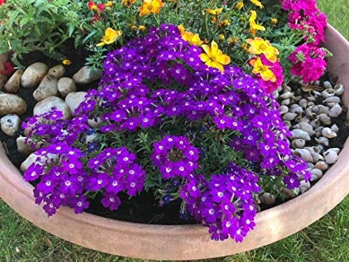 Grow Your Secret Garden Verbena Profusion Violet 30 Seeds