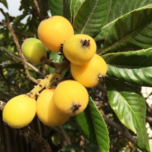 Loquat Tree, 5-9\'\' Tall Live Loquat Trees Live Plant in 4 Inch Pot, Cold Hardy, Perennial Fruit Plant Seedlings for Home Garden