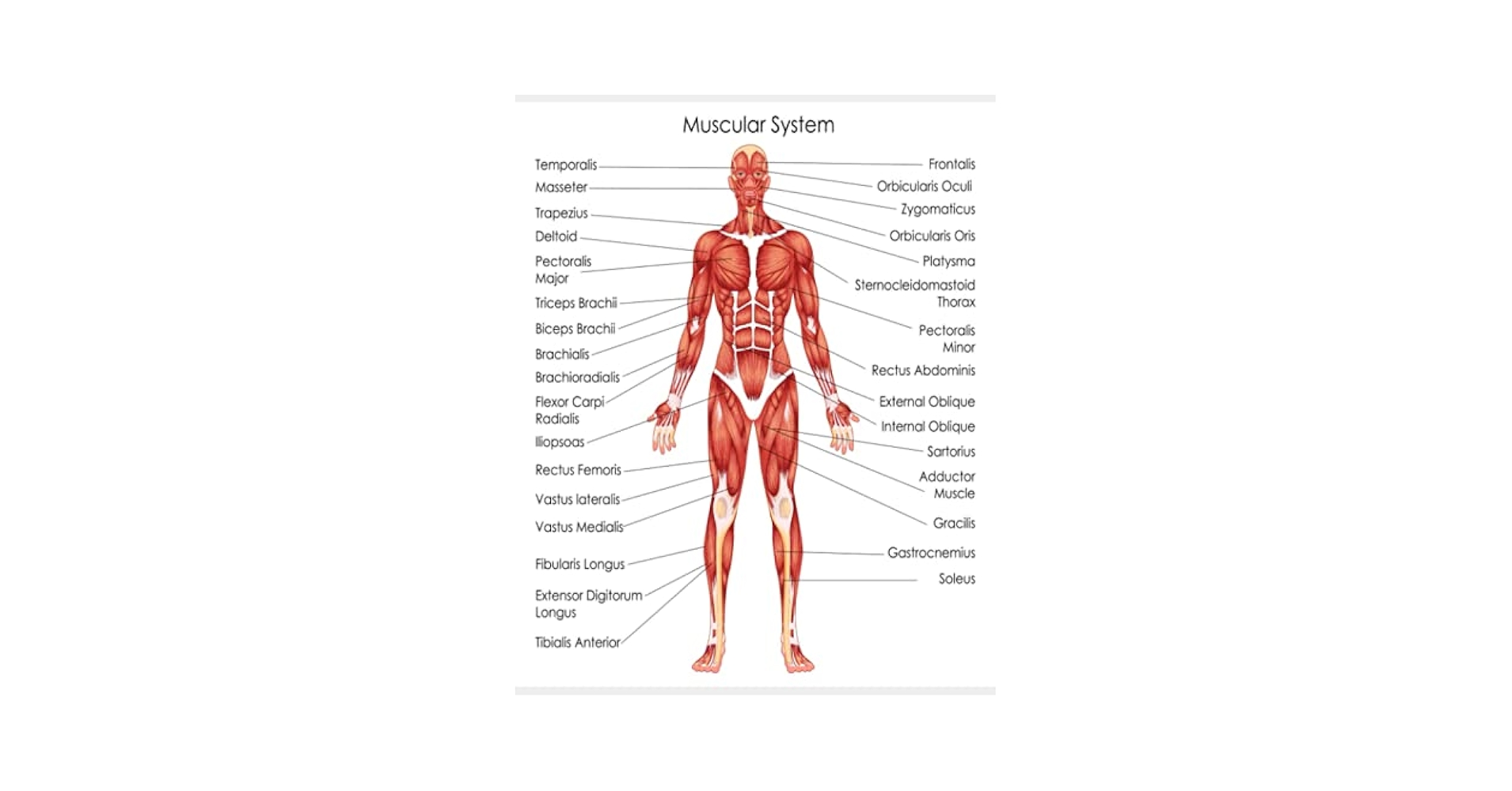 Amazon.com: MUSCULAR SYSTEM Notes: 100 Blank Graph Sheets: Anatomy/Physiology Notebook Organizer: 9798467211817: Pacheco, Tema H, Designs, Tema: Books amazon-com-muscular-system-notes-100-blank-graph-sheets-anatomy-physiology-notebook-organizer-9798467211817-pacheco-tema-h-designs-tema-books