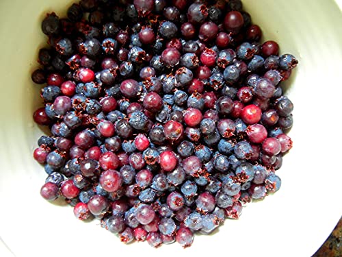 1 Plant of Saskatoon Serviceberry 1-2 Year Old (Amelanchier) Bare Root Dormant Juneberry