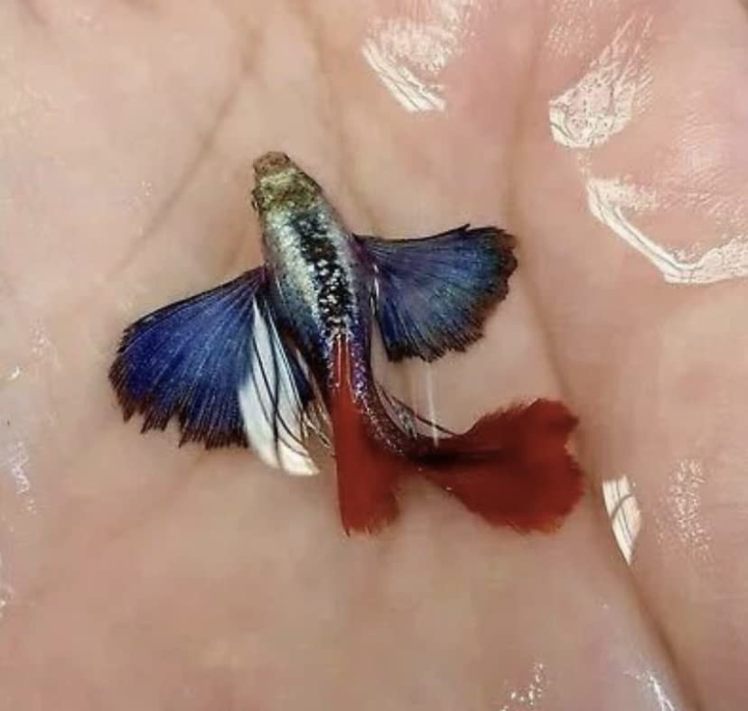 #熱帯魚　ダンボプラチナ　ビックエアー　レッドタイル　グッピー Amazon | 【熱帯魚 グッピー】ダンボ (ビッグイヤー)(大きな胸鰭