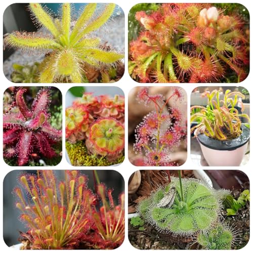 semi resistenti di drosera carnivoro, drosera, decorazione autunnale, vere aiuole rialzate, 400pcs