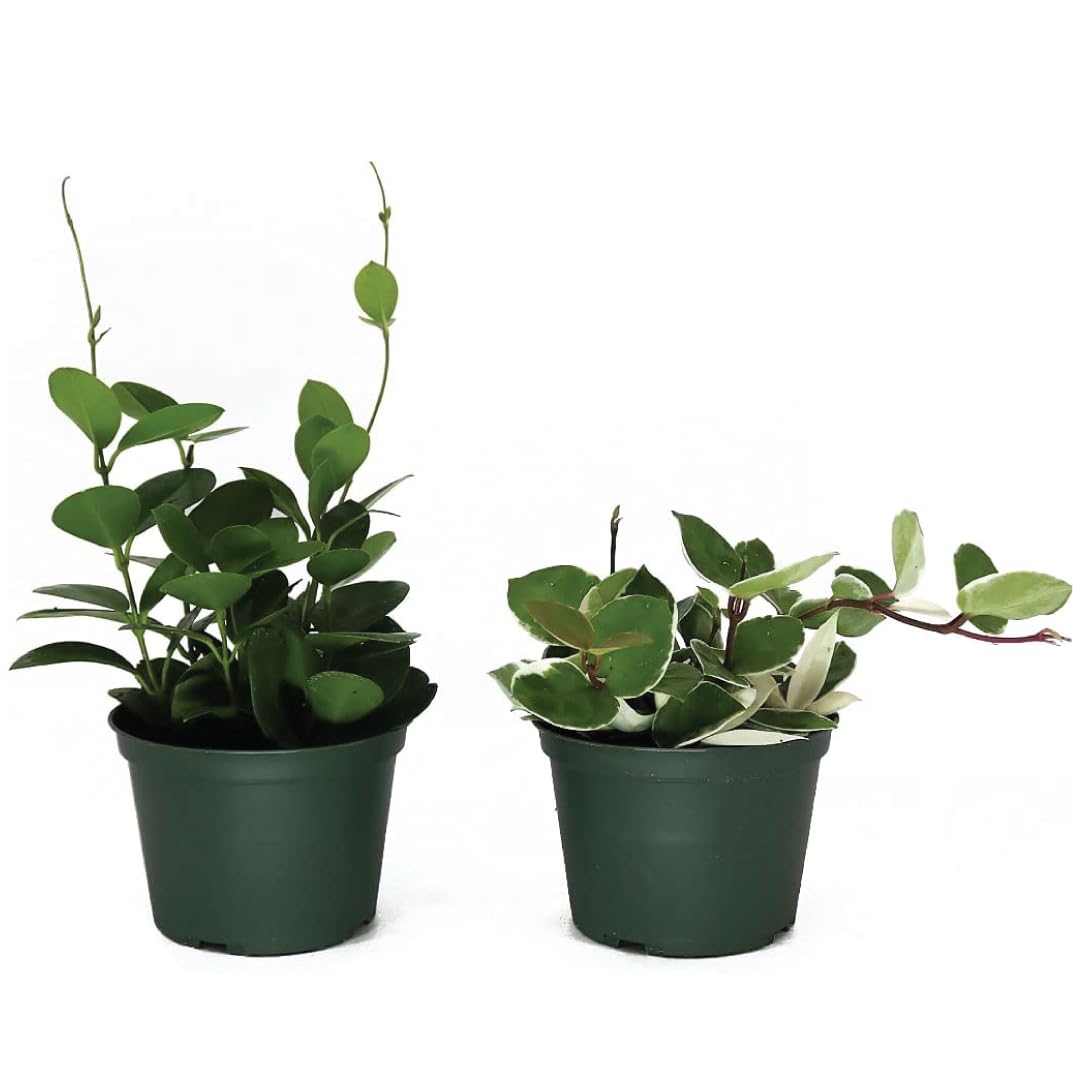American Plant ExchangeAssorted Hoya Plants – 6-Inch Pots, Pack of 2 – Live Flowering Wax Plants, Easy Care Vines for Home, Patio, or Indoor Garden Decor