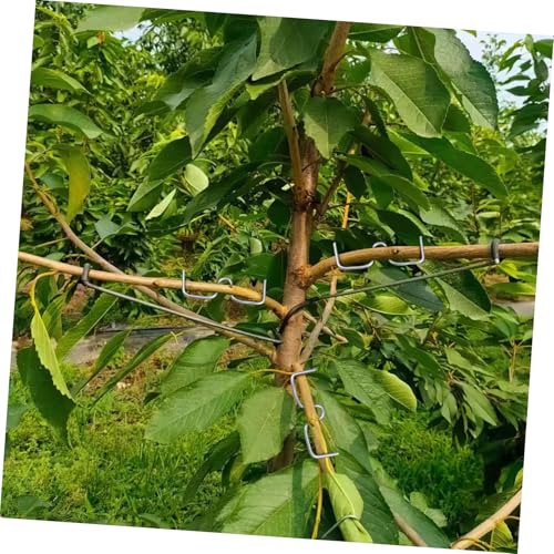 Modérateurs de branches légers pour maximiser la fructification des pruniers - 7