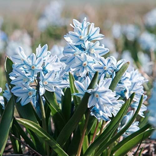 [World Fantasy Garden] 球根 プスキニア リバノチカ 12球セット 【メール便でお届け】 Puschkinia scilloides 植えっぱなし 秋植え球根 2025BU - World Fantasy Garden - 商品画像