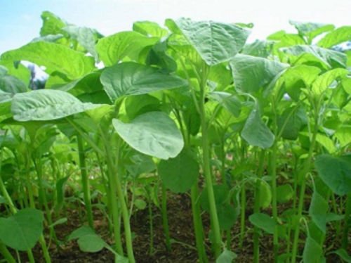 Creative Farmer Green Amaranthus Seeds (Pack of 5000 Seeds) (B01M61YXKI) Amazon Price History, Amazon Price Tracker