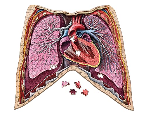 Human Full Body Anatomy Jigsaw Puzzle Bundle | Dr Livingston's Unique Shaped Science Puzzles, Accurate Medical Illustrations of The Body, Organs, Stomach, Liver and Intestines - Thumbnail 5