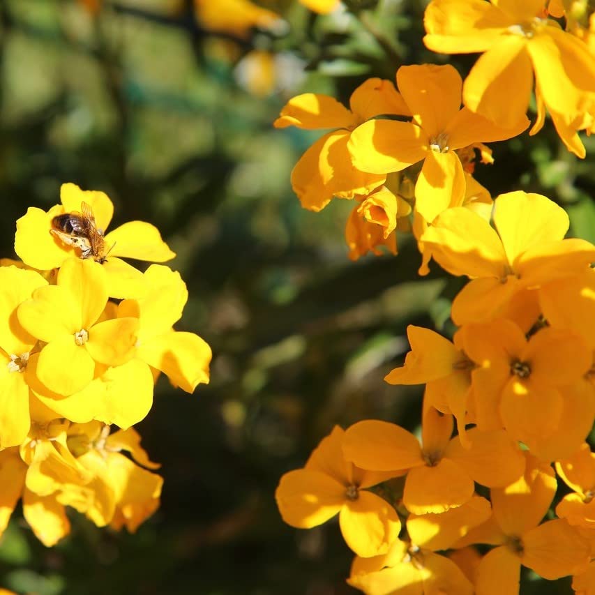 WallFlower Golden Bedder, Erysimum Cheiri, Plug Plants, Yellow, Bee and Wildlife Friendly, Cottage Garden, Cut Flowers (3)