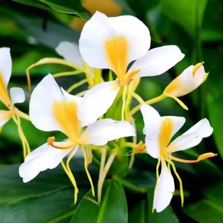 Hedychium White Flower Bulbs for Home Gardening and Summer Season Pack of 10-image-47