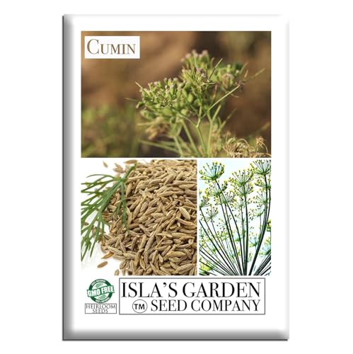 Cumin Seeds (Cuminum cyminum) – 300+ Heirloom Non GMO Seeds by Isla’s Garden Seeds, Aromatic Culinary Herb for Home Gardens, Raised Beds, Containers, Warm Season Growing, Cooking Spice Use, Gift Idea