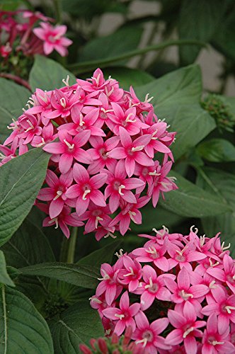 Pentas Lanceolata Star Burst Live Plants | Pack of 2 (Two) | 5-9' Tall | Egyptian Starcluster | Unique Bicolor Pink & White Flowers | Heat Tolerant Butterfly Magnet for Patio & Garden