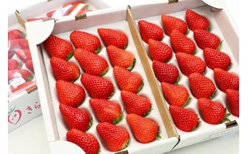 希少いちご!名産地 伊豆のきらぴ香(約400g×2パック)|円錐形 光沢 ツヤツヤ イチゴ 苺 フルーツ 静岡県 伊豆の国市