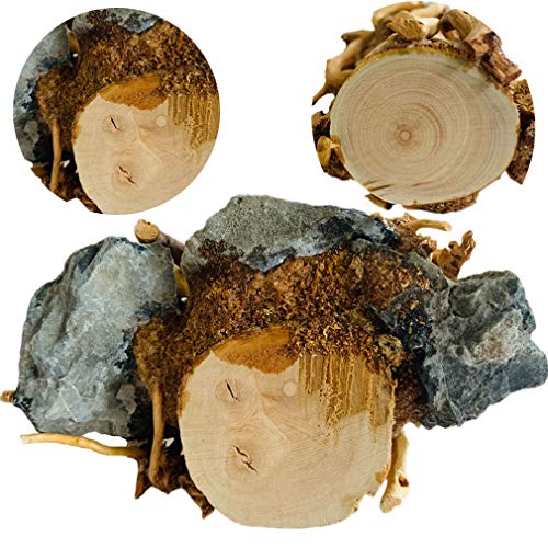 Hamiledyi Driftwood Mini Aquarium Tree on Rock Natural, Handcrafted Fish Tank Decoration Tree Stump Forest Shelf - Image 2