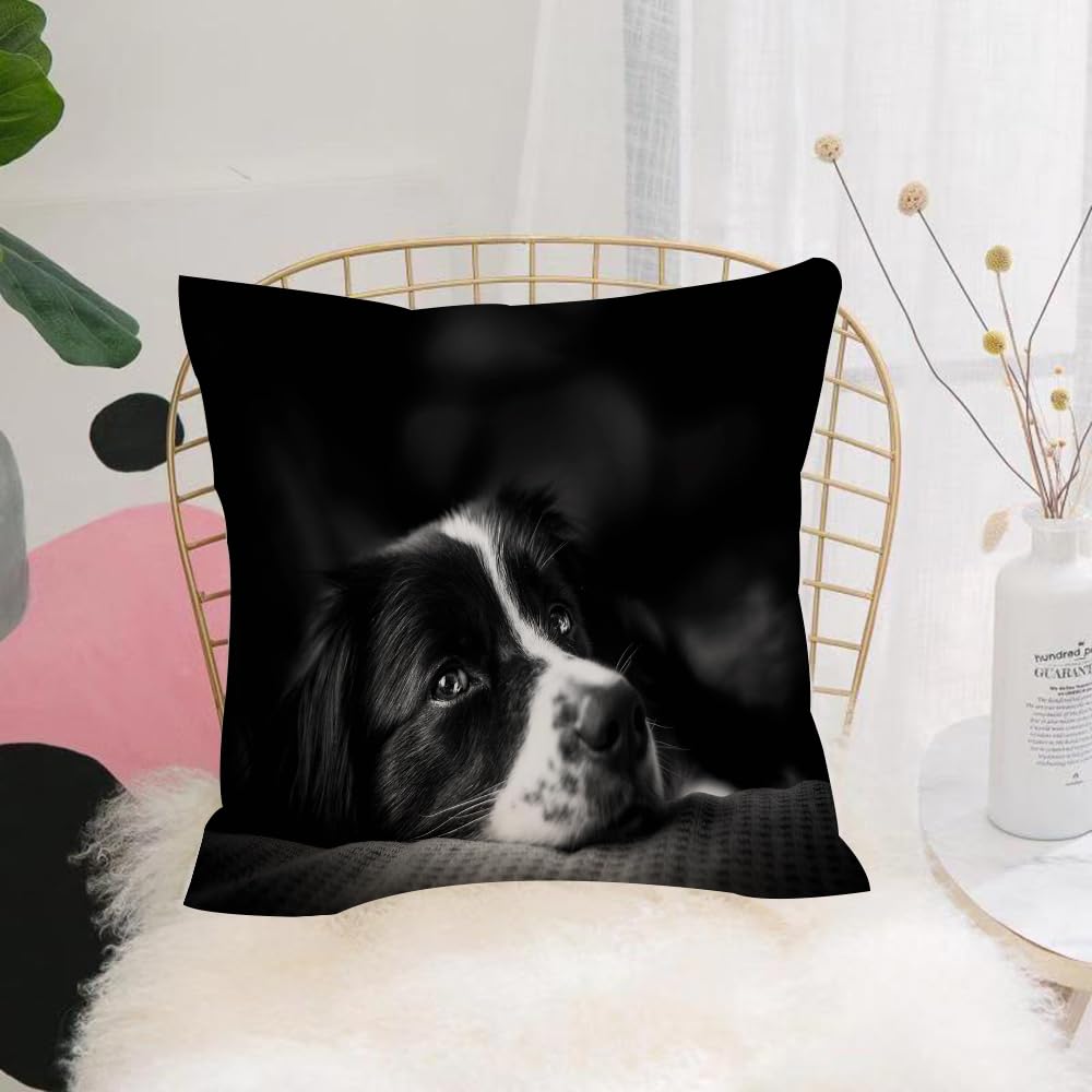 HYOSXW Cushion Cover,Throw Pillow Case Home Decorative for Living Room Bedroom Sofa Chair 16X16 Inch,Emotion photo down black and white border collie,Pillowcase 40X40cm