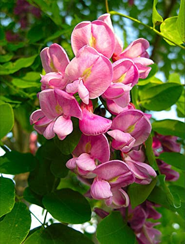 Rose Locust Seeds Pink Acacia Flower Robinia Hispida Fertilis Tree 50 Seeds #TOP1