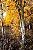 Rocky Mountain Photography Print (Not Framed) Vertical Picture of Aspen Trees on Fall Dayin Bridger-Teton National Forest Wyoming Western Wall Art Nature Decor (5' x 7')