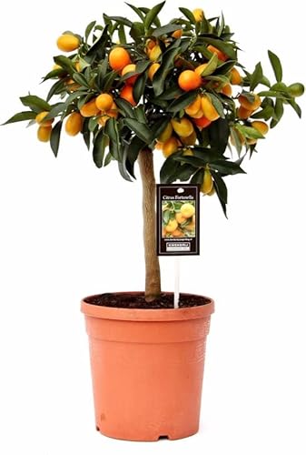 DECOALIVE Árbol Naranjo Kumquat Naranjo Eo Natural