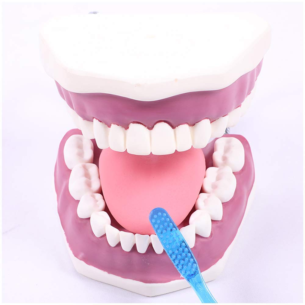 Model edukacyjny Model zębów Model higieny jamy ustnej Forma dentysty Model zębów dentystycznych Demonstracja szczotkowania Przedszkole Higiena jamy ustnej Model nauczania