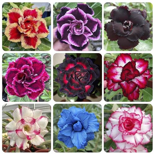 5Pcs-Perennial Desert Rose Seeds for Planting in Home Garden-Drought-Tolerant Ornamental