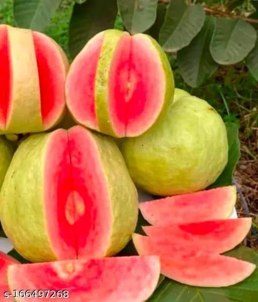 See full amazon price history chart for SANJU Taiwan pink Guava Thai ALL TIME Original Varities Very Sweet & Very Tasty Healthy Live Fruit Grafted plant SANJU Taiwan pink Guava Thai ALL TIME Original Varities Very Sweet & Very Tasty Healthy Live Fruit Grafted plant (B0CPTYJGF5) Amazon Price History, Amazon Price Tracker