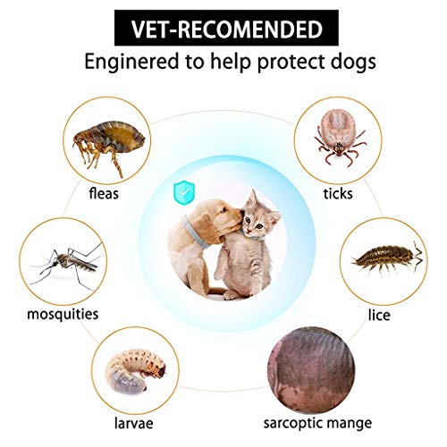 Qpets-Flea-and-Tick-Collar-8-Month-Protection-Adjustable-Waterproof-Collar-for-Dog-Puppy-Kitten-Cats-Natural-Safe-Efficiently-Repell-Locust-Lice-of-Pets-for-Dog-and-Cat-Grey