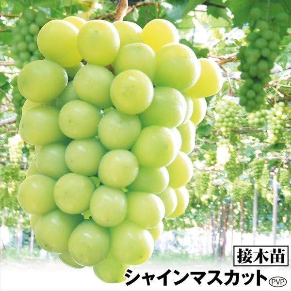 Amazon.co.jp: 果樹苗 ブドウ シャインマスカットPVP接木苗 3株 / 国