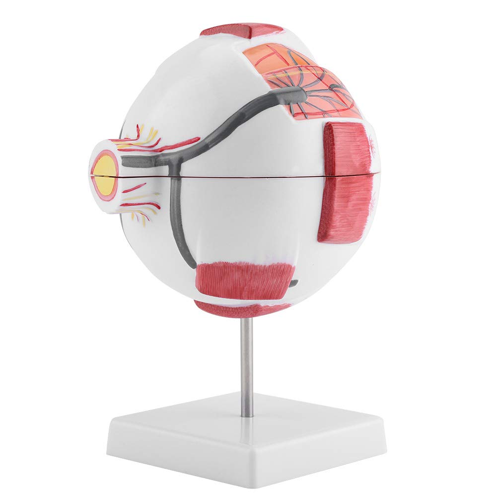 Magnification 6X Eyeball Model, Durable Stable Magnification 6X Removable Model Eyeball Model, Lightweight Laboratory for School Research Institute Study