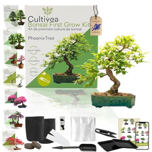 CULTIVEA Kit First Bonsai – Autocultivo de Bonsáis con Semillas y Herramientas – Fácil y Completo | Idea de Regalo (Phoenix Tree)
