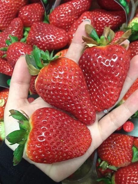 Image of RootNrise Premium Strawberry Seeds for Home and Garden, Hybrid Variety (Pack of 10+ Seeds)