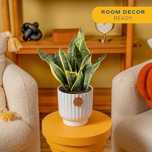 Image of Costa Farms Snake Plant, Live Plant in Decorative Pot, Easy to Maintain, Air Purifying Succulent Indoor Houseplant Assorted Variety, Home, Room, or Office Decor, 12-20 Inches Tall