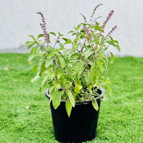 Image of Live Holy TULSI Plant, MEDICIAN Tulsi with Pot for Home Garden, Pooja AND OFFICE
