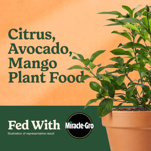 Miracle-Gro Shake 'N Feed Citrus, Avocado, Mango Plant Food - Fertilizer for Container and In-Ground Plants, Citrus, Avocado and Mango Trees, 4.5 lbs. - image 2