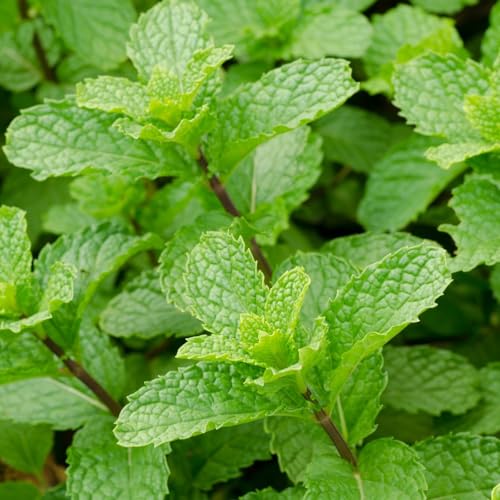 『Ep. 3 - Menta Piperita, "Menta fuerte" Micromeditación guiada, visualización.』のカバーアート