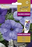  Petunia Evening Scentsation