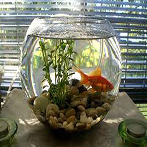 nogaiya Fish Bowl Glass Product Round Shape Transparent crystel Glass (Pack of 1) (B08BF4BWF8) Amazon Price History, Amazon Price Tracker